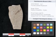 Foto (Objekt + Etikett) von Puccinites zosterae Ettingshausen (NHMW-GEO-2024-0188-6634)